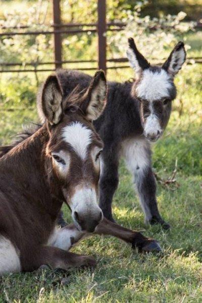 Sevimli eşek sıpaları 