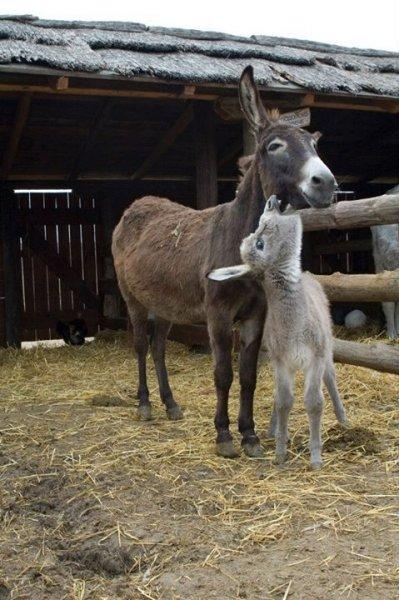 Sevimli eşek sıpaları 