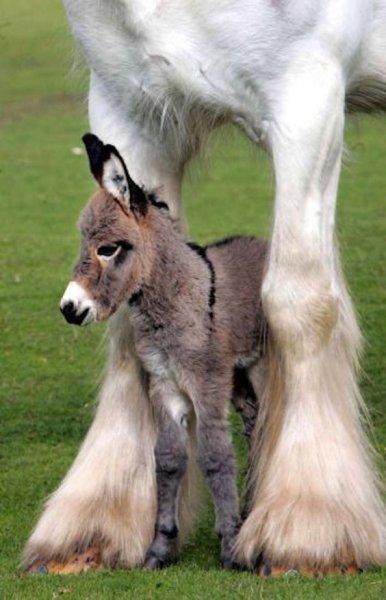 Sevimli eşek sıpaları 