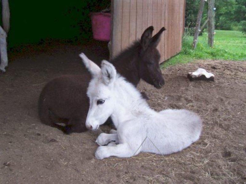 Sevimli eşek sıpaları 