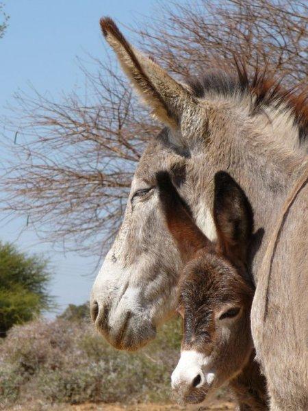 Sevimli eşek sıpaları 