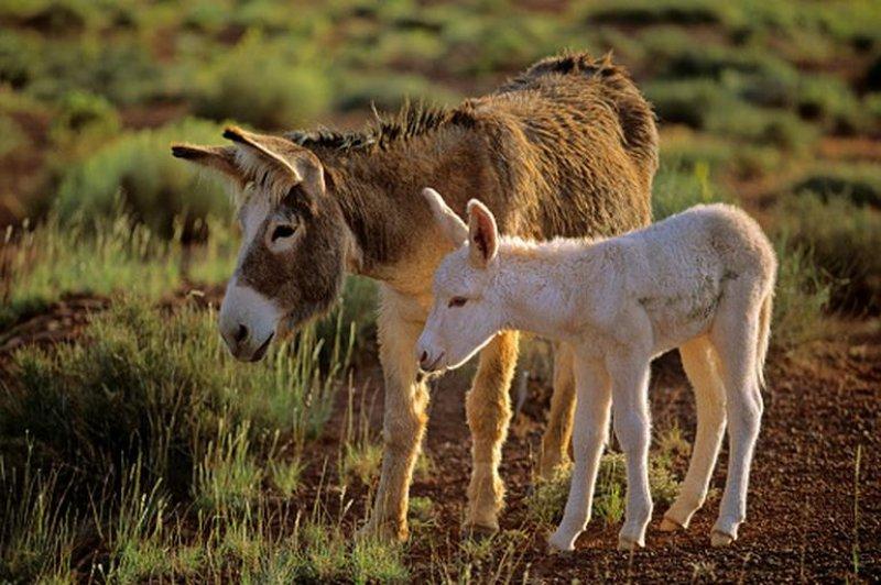 Sevimli eşek sıpaları 