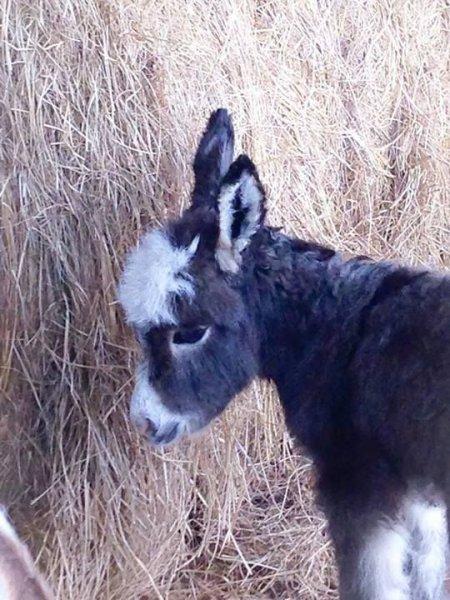 Sevimli eşek sıpaları 