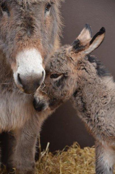 Sevimli eşek sıpaları 