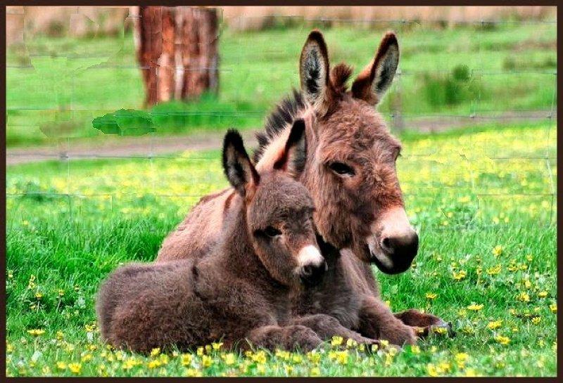 Sevimli eşek sıpaları 