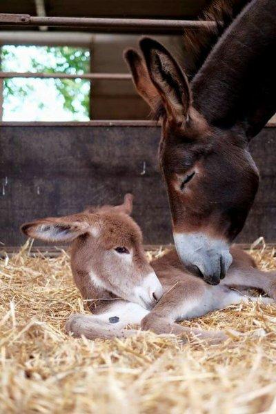 Sevimli eşek sıpaları 