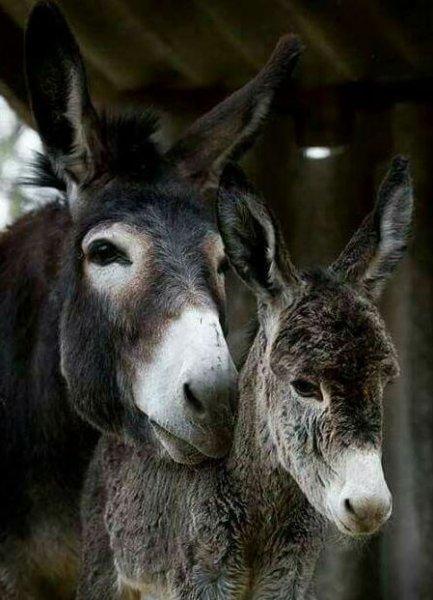 Sevimli eşek sıpaları 