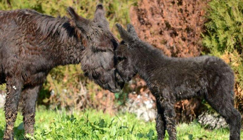Sevimli eşek sıpaları 
