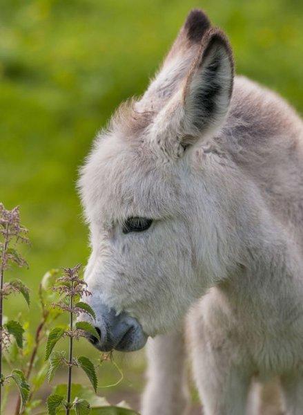 Sevimli eşek sıpaları 