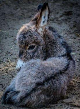 Sevimli eşek sıpaları 