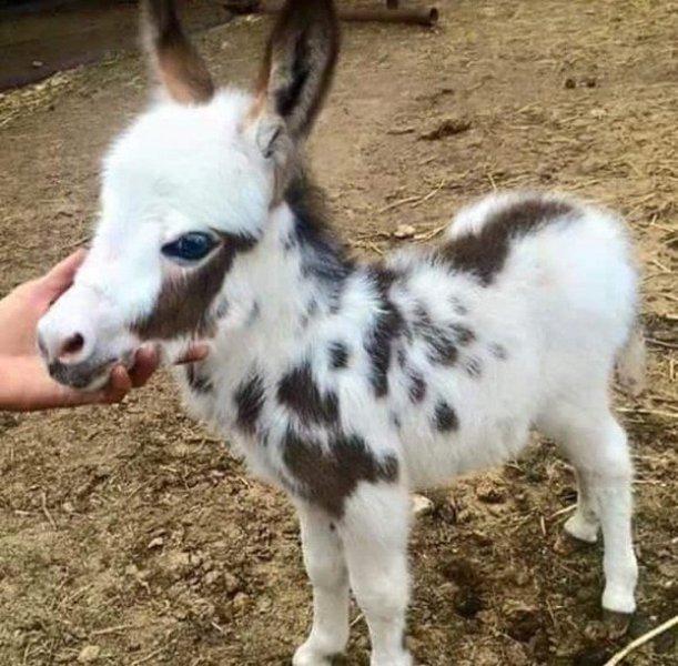 Sevimli eşek sıpaları 