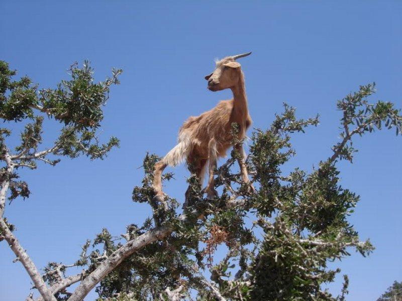 Argan delisi keçiler mevsimlik işçi gibi 