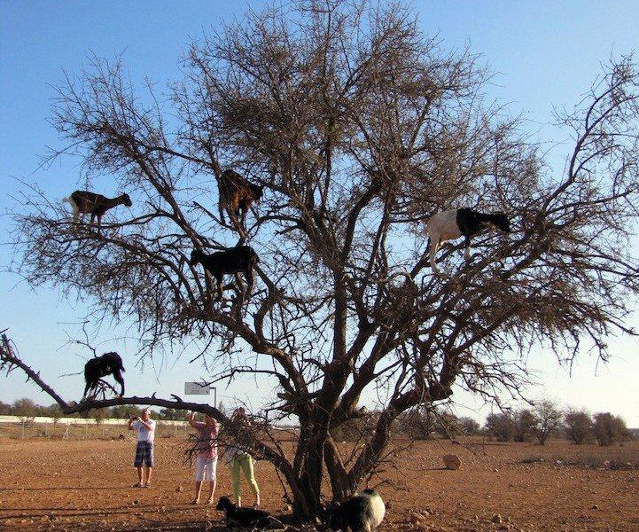 Argan delisi keçiler mevsimlik işçi gibi 