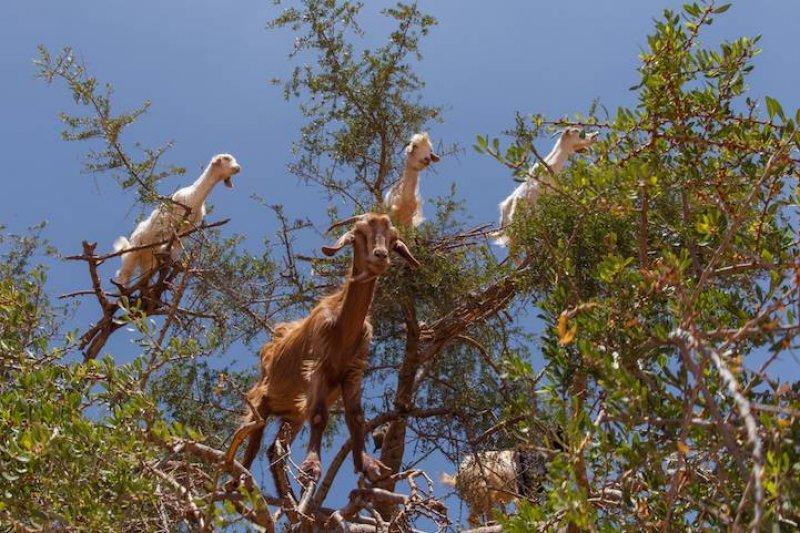 Argan delisi keçiler mevsimlik işçi gibi 