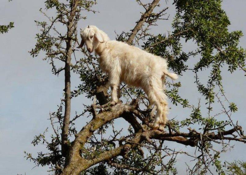 Argan delisi keçiler mevsimlik işçi gibi 