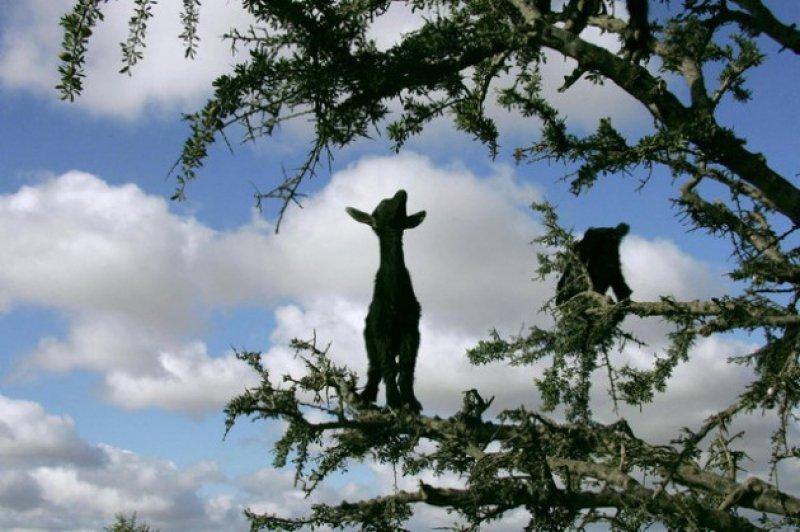 Argan delisi keçiler mevsimlik işçi gibi 