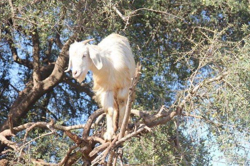 Argan delisi keçiler mevsimlik işçi gibi 