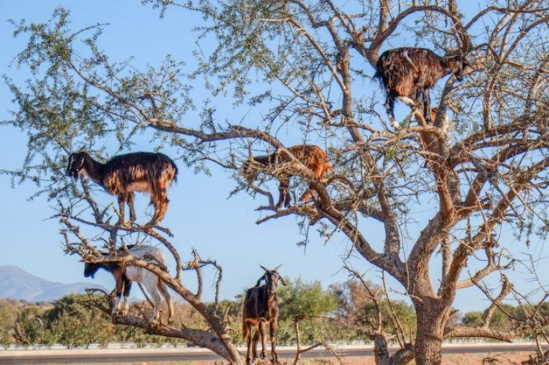 Argan delisi keçiler mevsimlik işçi gibi 
