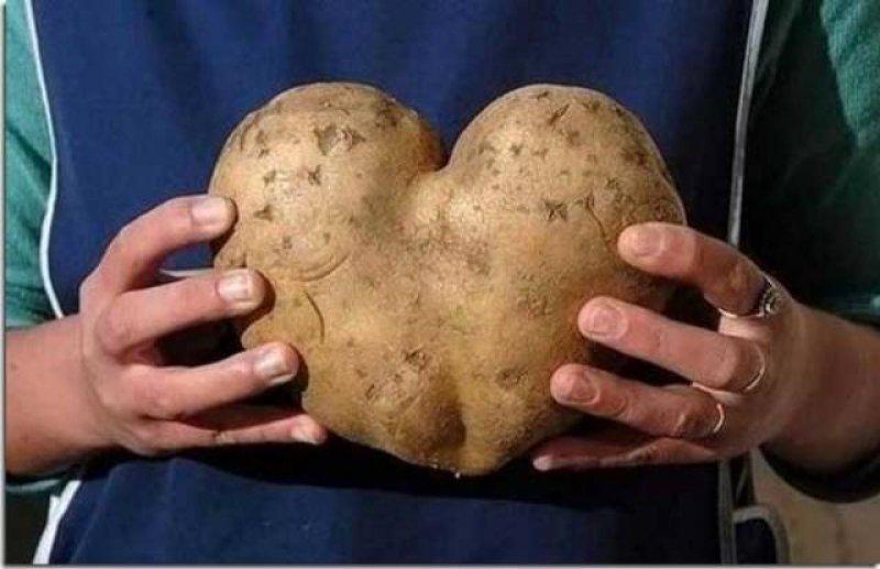 Sebze ve meyvelerin komik şekilleri 