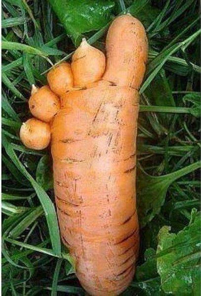 Sebze ve meyvelerin komik şekilleri 