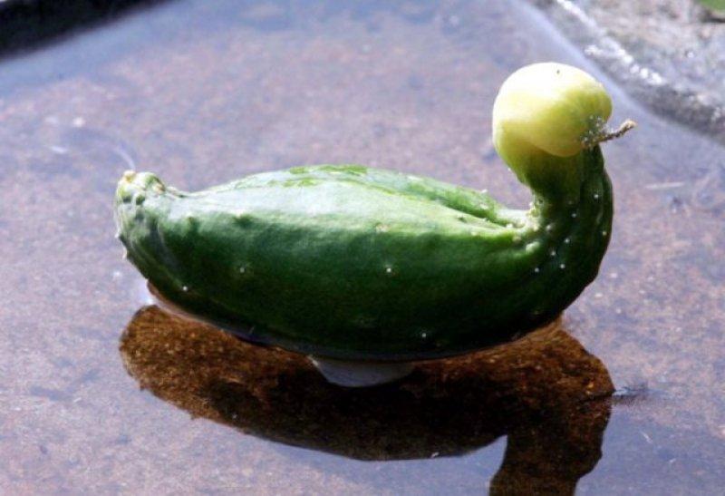 Sebze ve meyvelerin komik şekilleri 