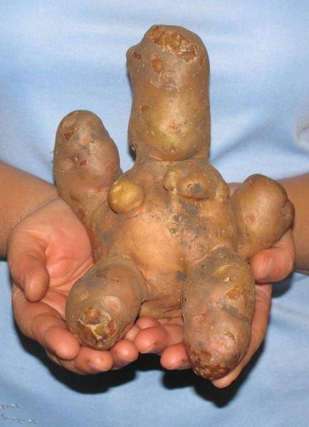 Sebze ve meyvelerin komik şekilleri 