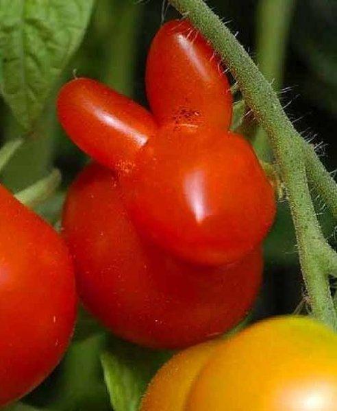 Sebze ve meyvelerin komik şekilleri 