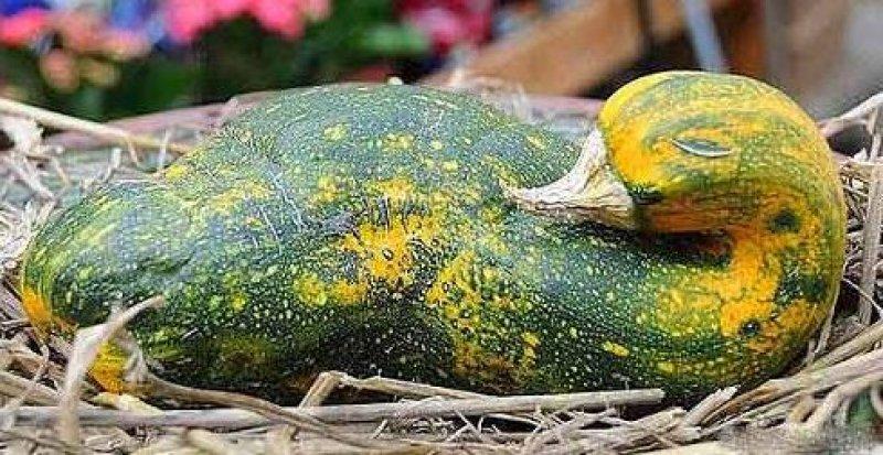 Sebze ve meyvelerin komik şekilleri 