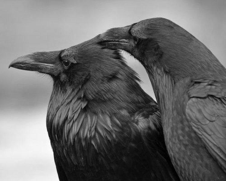 Siyahın asaletini yansıtan kuş: Karga