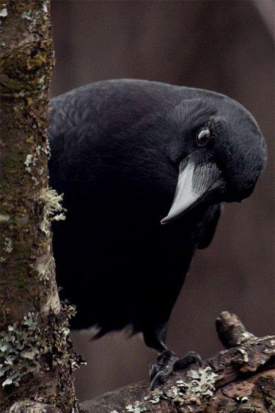 Siyahın asaletini yansıtan kuş: Karga
