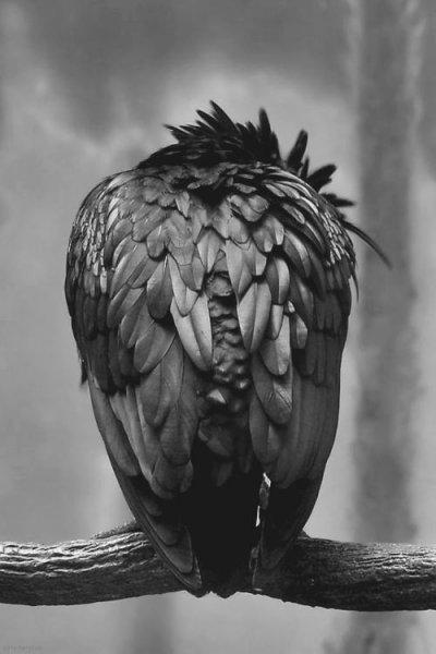 Siyahın asaletini yansıtan kuş: Karga