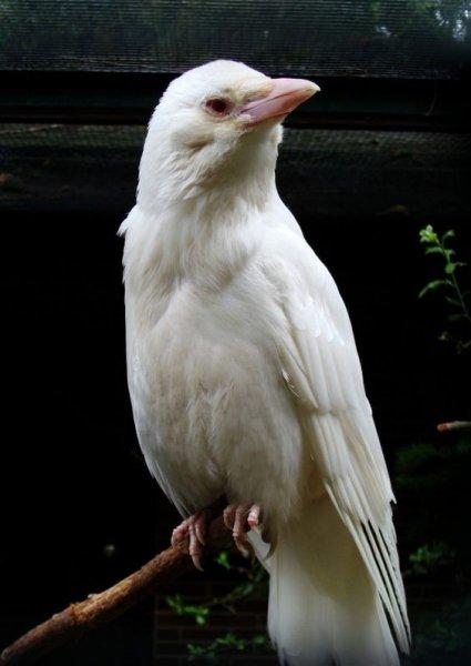 Siyahın asaletini yansıtan kuş: Karga