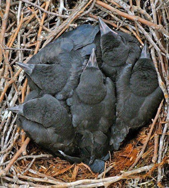 Siyahın asaletini yansıtan kuş: Karga