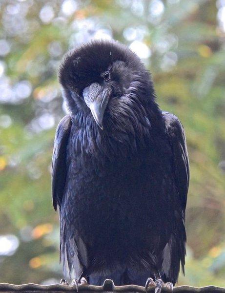 Siyahın asaletini yansıtan kuş: Karga