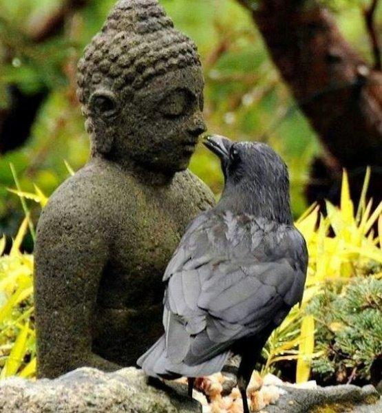 Siyahın asaletini yansıtan kuş: Karga