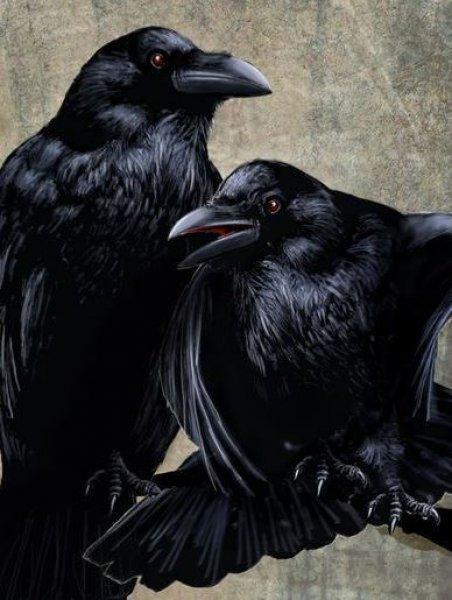 Siyahın asaletini yansıtan kuş: Karga