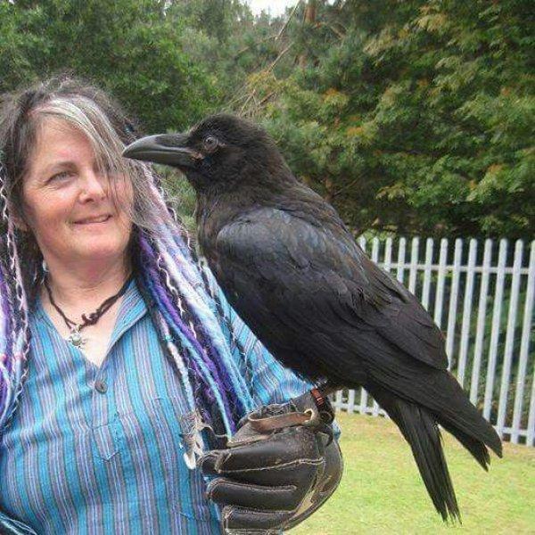 Siyahın asaletini yansıtan kuş: Karga