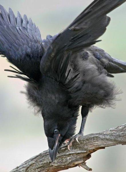 Siyahın asaletini yansıtan kuş: Karga