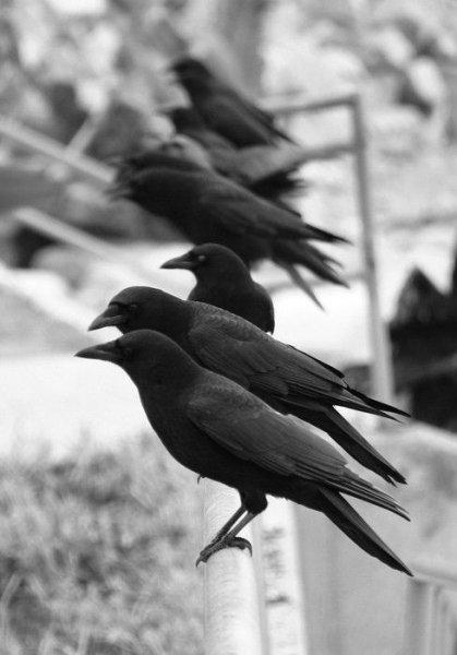 Siyahın asaletini yansıtan kuş: Karga