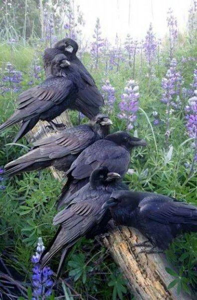 Siyahın asaletini yansıtan kuş: Karga