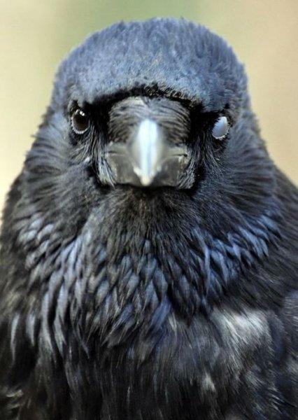 Siyahın asaletini yansıtan kuş: Karga