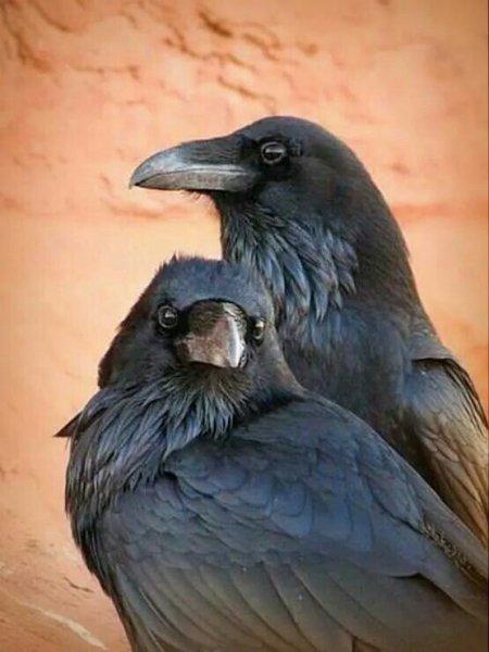 Siyahın asaletini yansıtan kuş: Karga