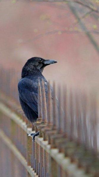 Siyahın asaletini yansıtan kuş: Karga
