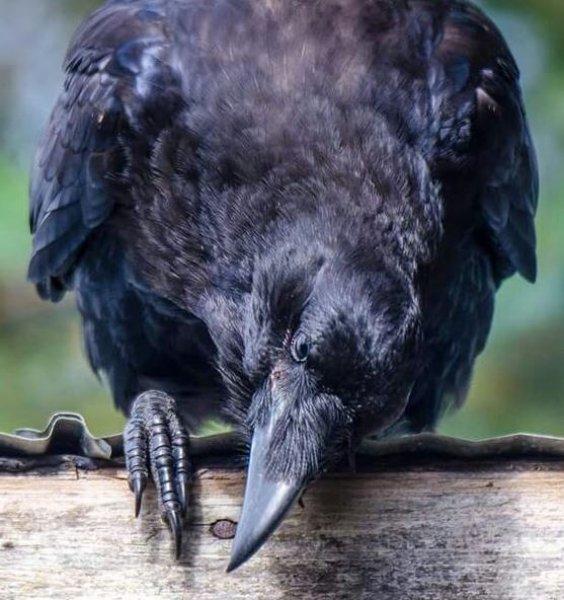 Siyahın asaletini yansıtan kuş: Karga