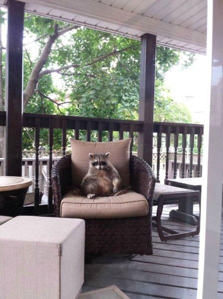 Vurdum duymaz hayvanların komik halleri 