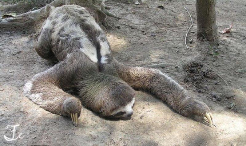 Vurdum duymaz hayvanların komik halleri 