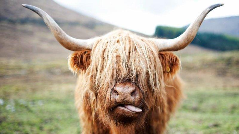 Vurdum duymaz hayvanların komik halleri 