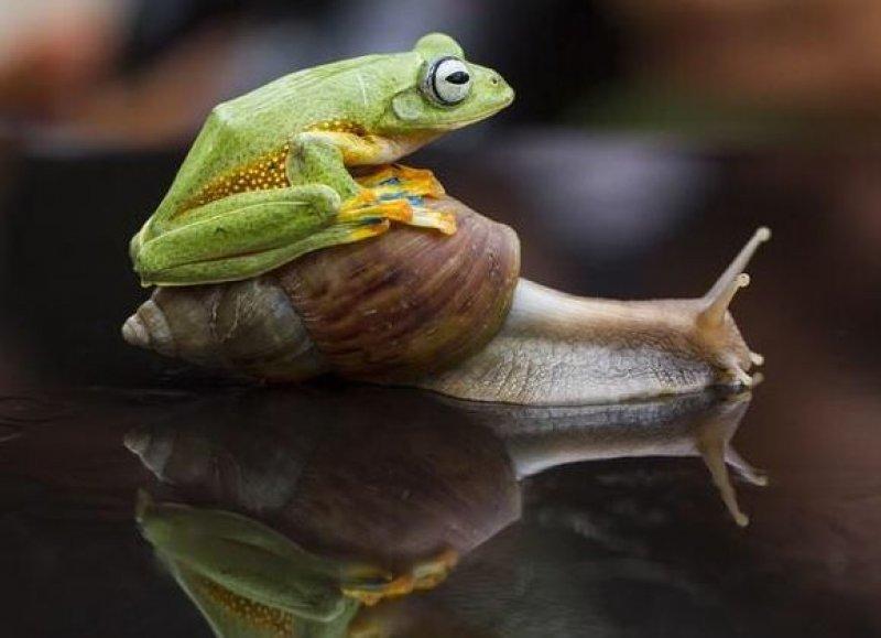 Vurdum duymaz hayvanların komik halleri 