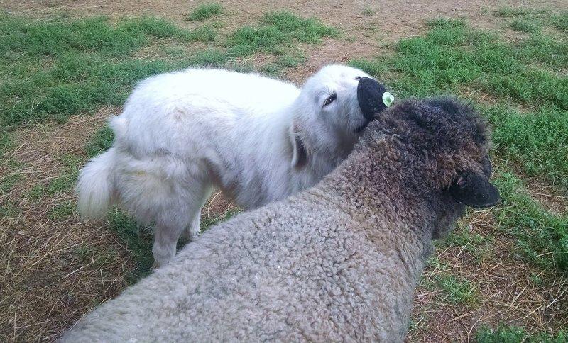 Vurdum duymaz hayvanların komik halleri 