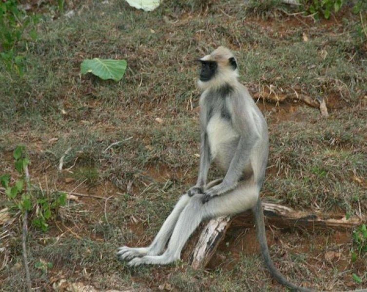 Vurdum duymaz hayvanların komik halleri 